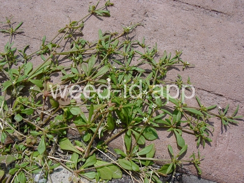 carpetweed